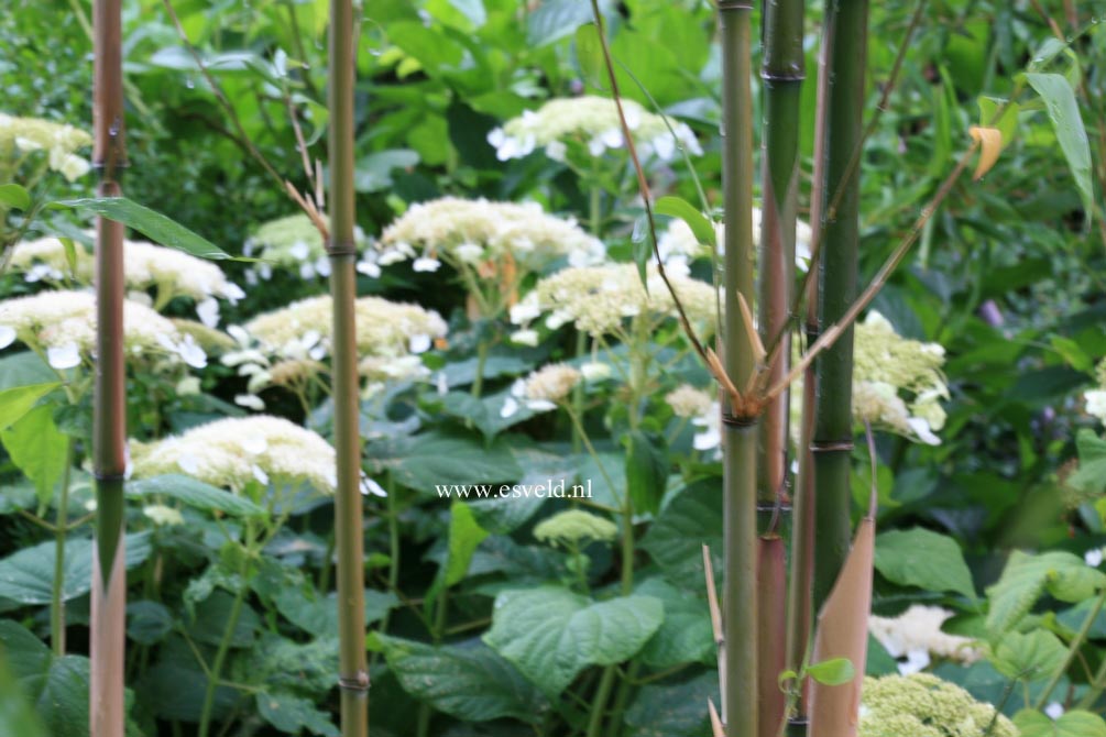 Hydrangea arborescens radiata