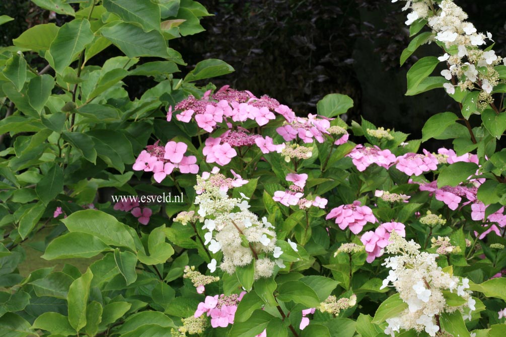 Hydrangea macrophylla 'Bleu Bleu Vasterival'