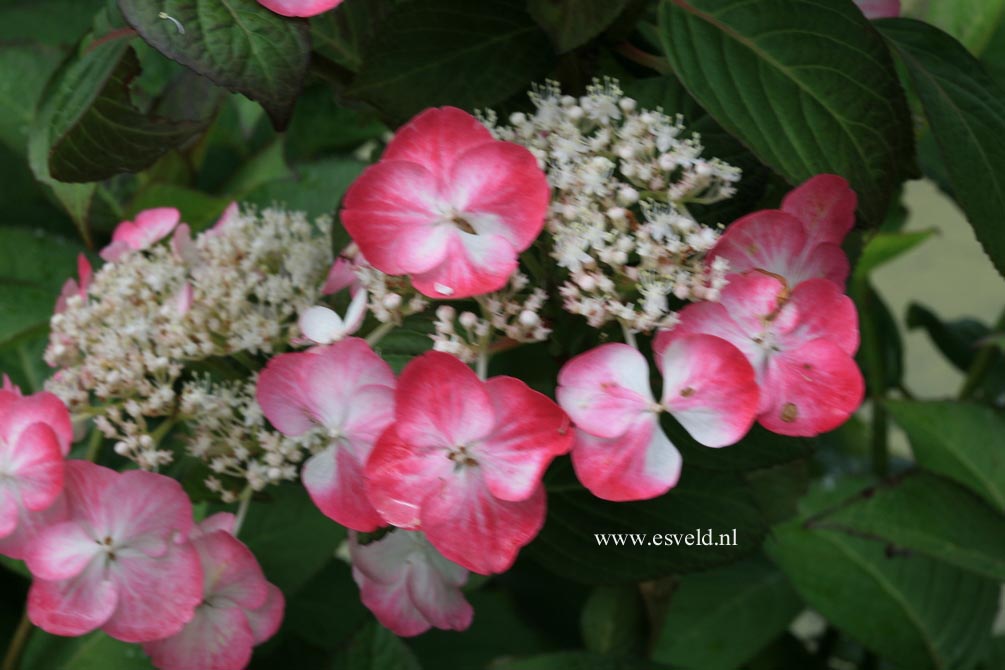 Hydrangea macrophylla 'Sandra'