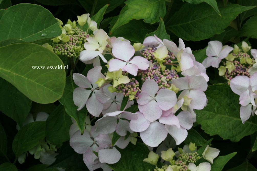 Hydrangea macrophylla 'Great Other'