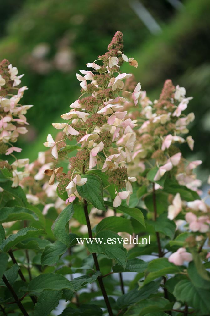 Hydrangea paniculata 'Pink Lady'