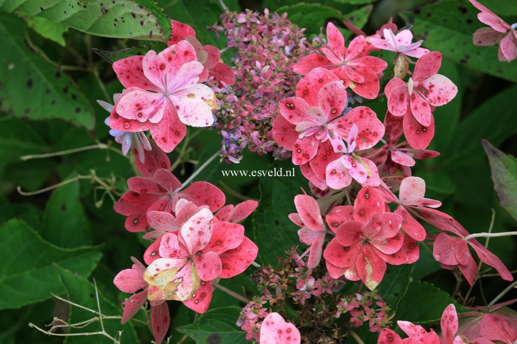 Hydrangea macrophylla 'Izu no hana'