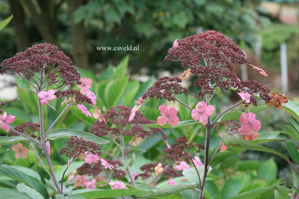 Hydrangea villosa 'Spinners'