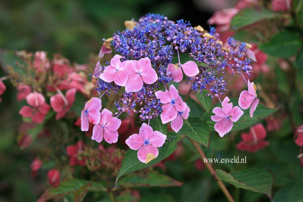 Hydrangea macrophylla 'Mariesii Lilacina'