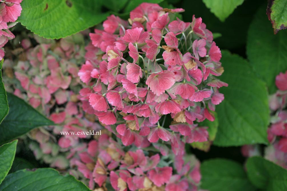 Hydrangea macrophylla 'Homigo' (HOVARIA)