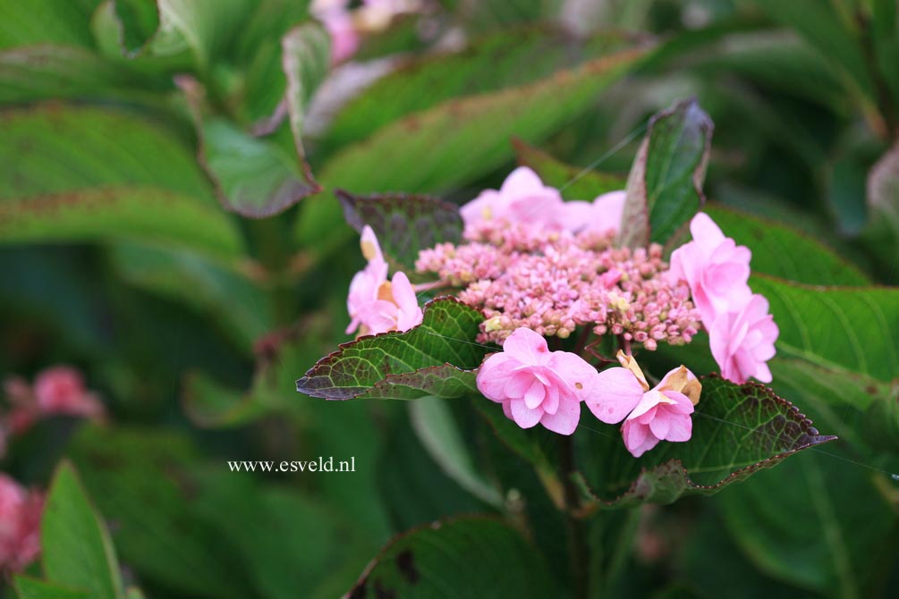 Hydrangea macrophylla 'Jogosaki'