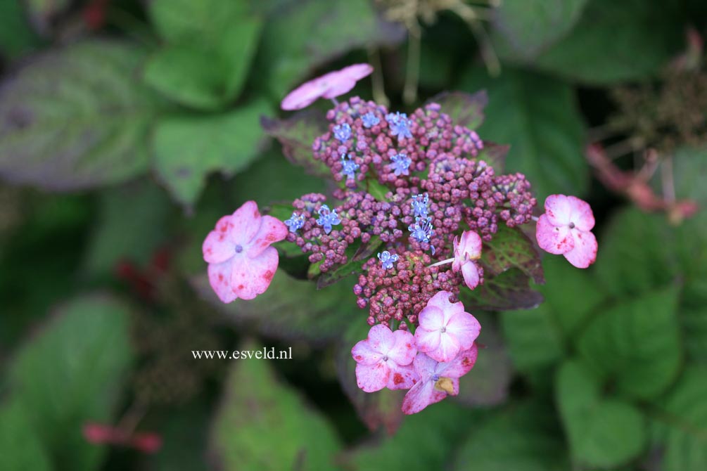 Hydrangea macrophylla 'Dancing Lady'