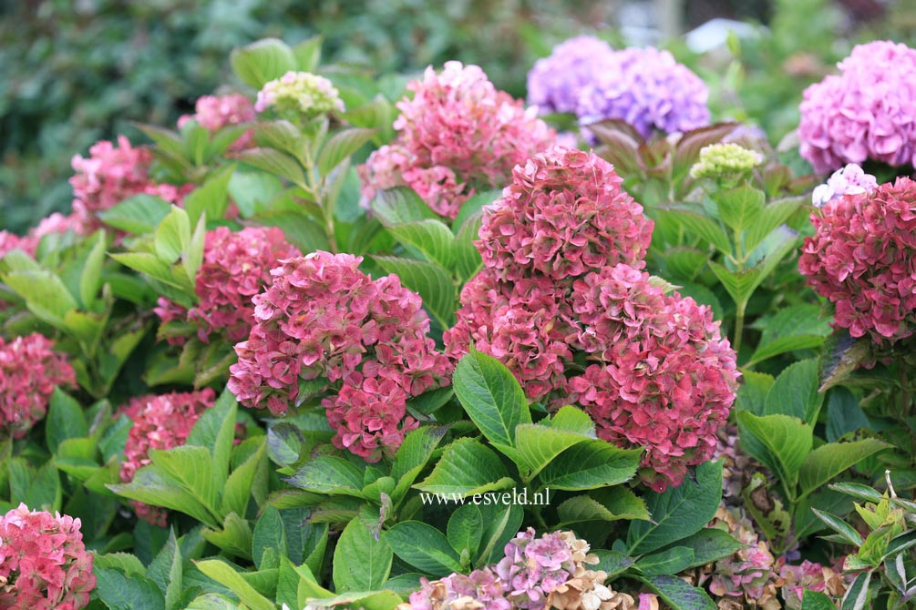 Hydrangea macrophylla 'Gertrud Glahn'