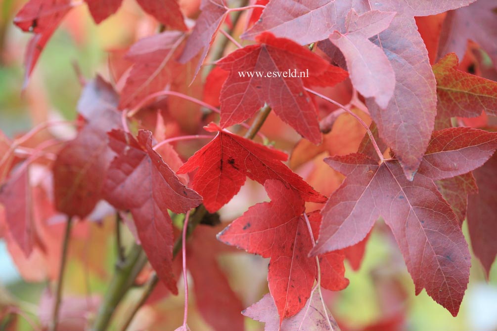 Liquidambar styraciflua 'Slender Silhouet'