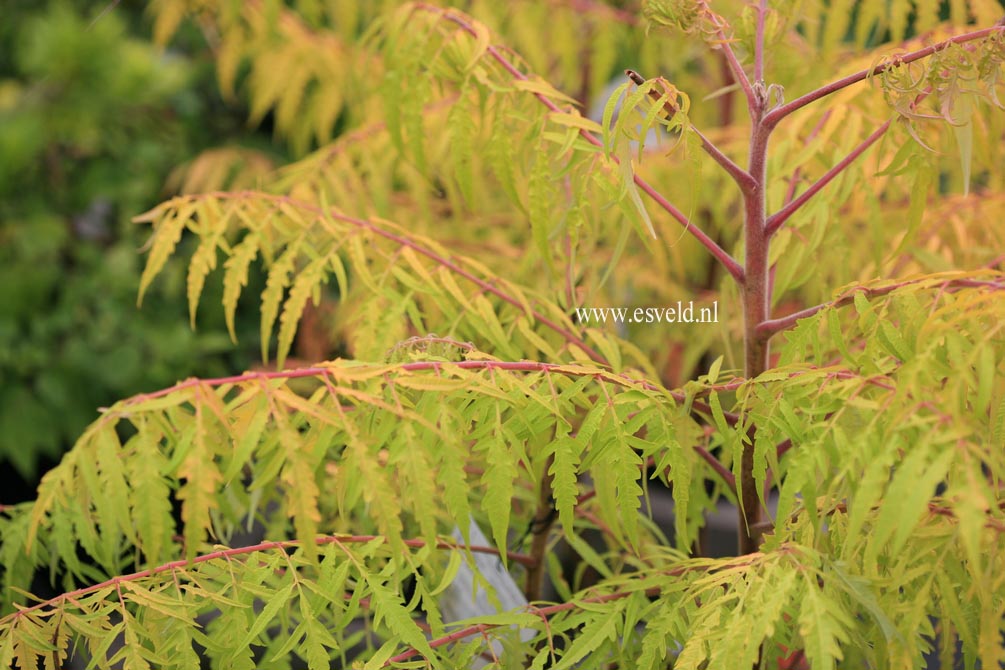 Rhus typhina 'Bailtiger' (TIGER EYES)