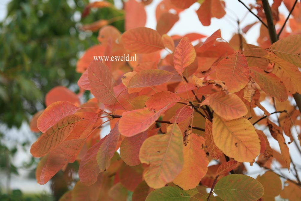 Cotinus obovatus