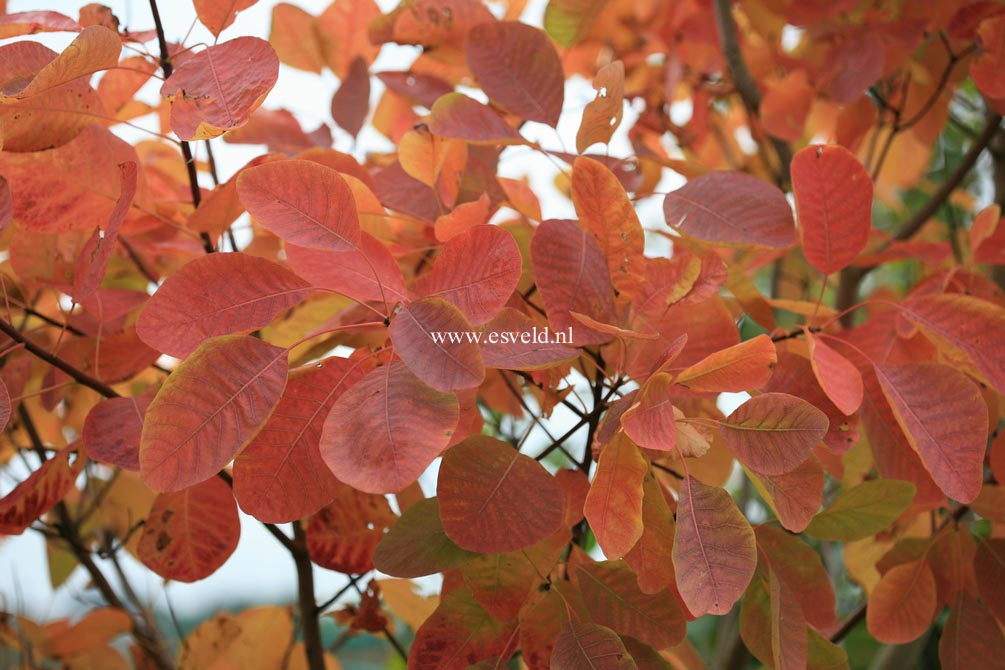 Cotinus obovatus