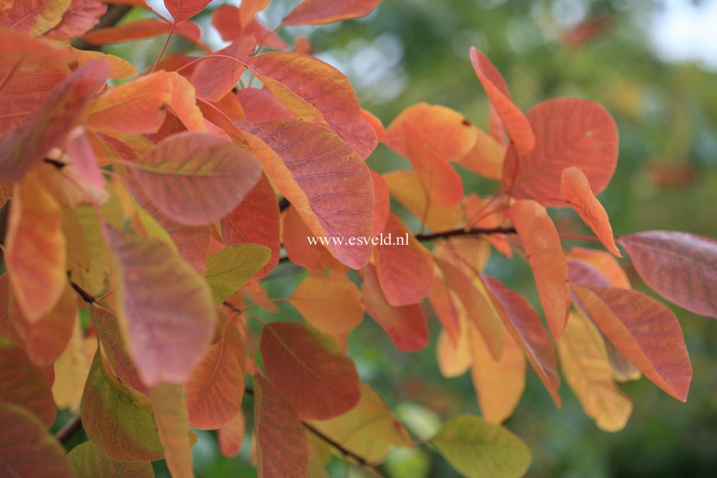 Cotinus obovatus