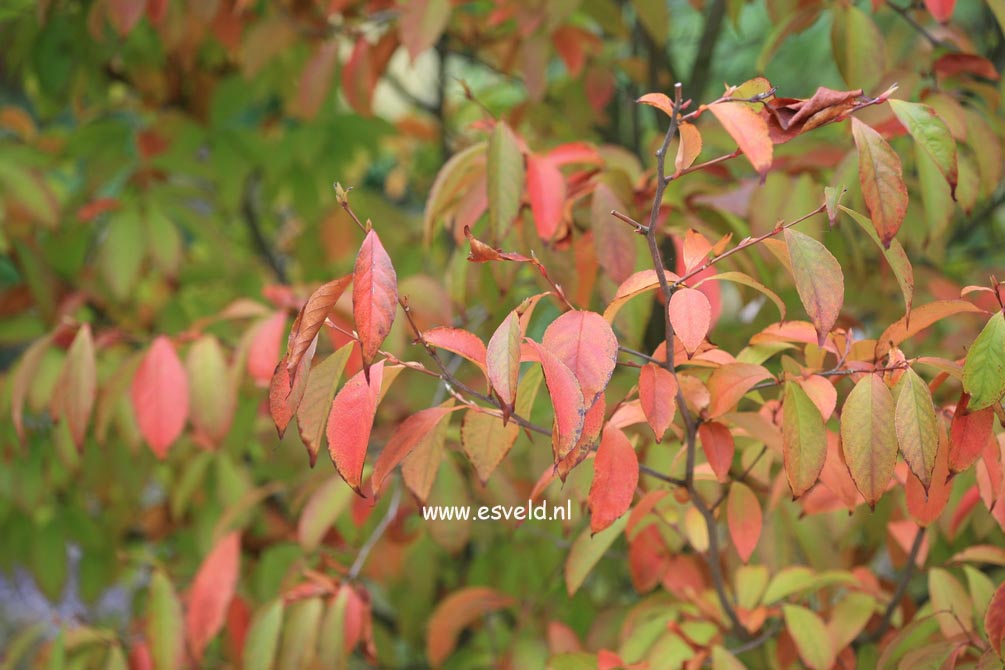 Stewartia gemmata