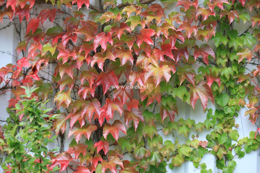 Parthenocissus tricuspidata 'Veitchii'