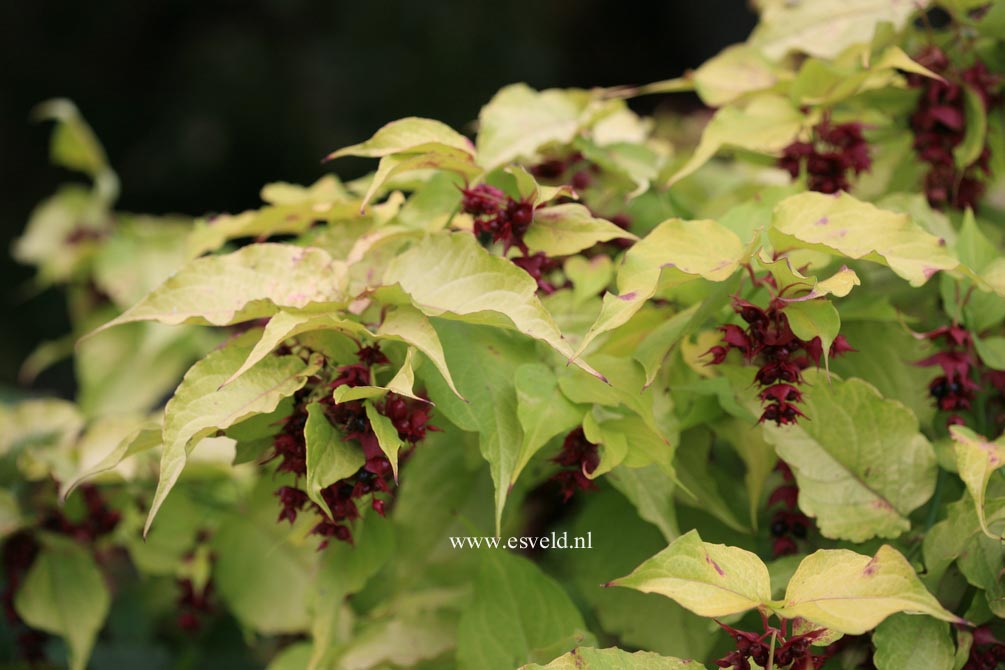 Leycesteria formosa 'Notbruce' (GOLDEN LANTERN)