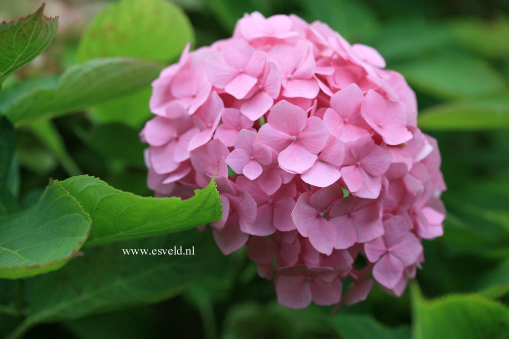 Hydrangea macrophylla 'Marquise'