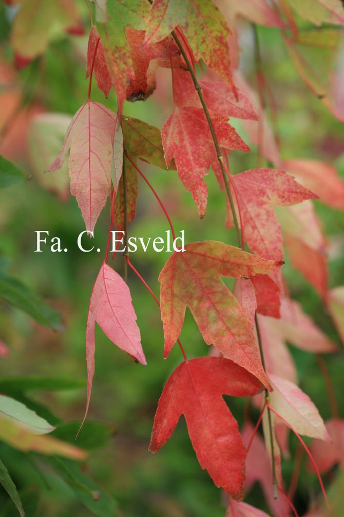 Acer buergerianum 'Pendula'