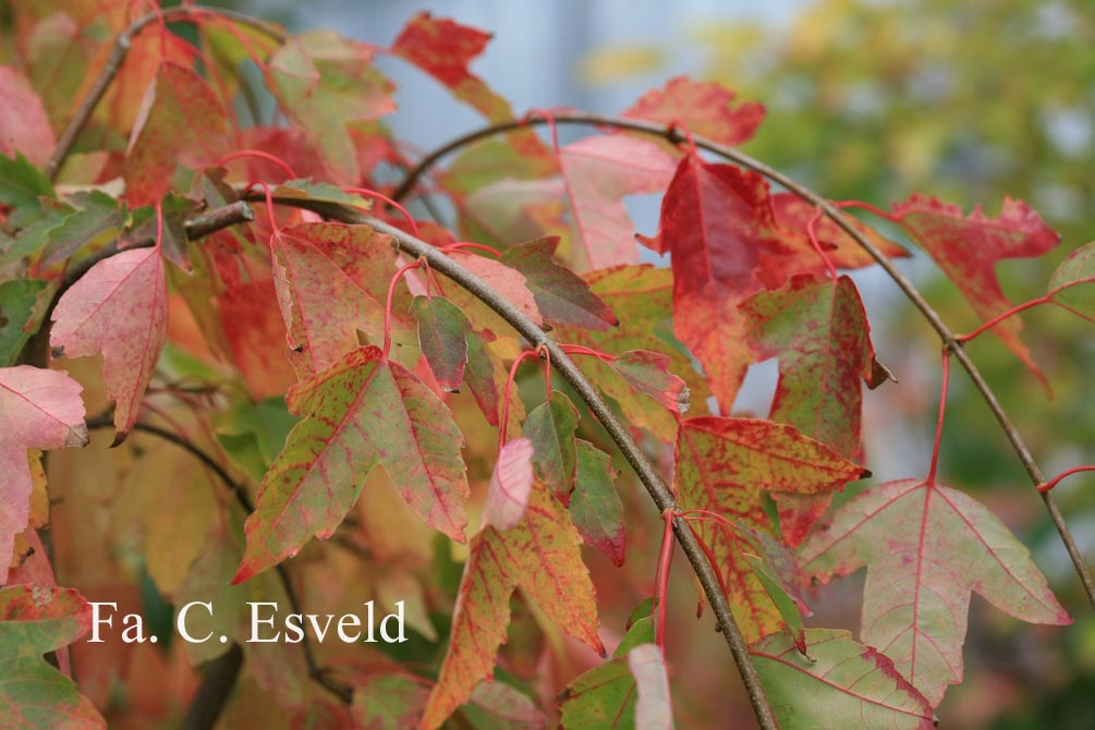 Acer buergerianum 'Pendula'