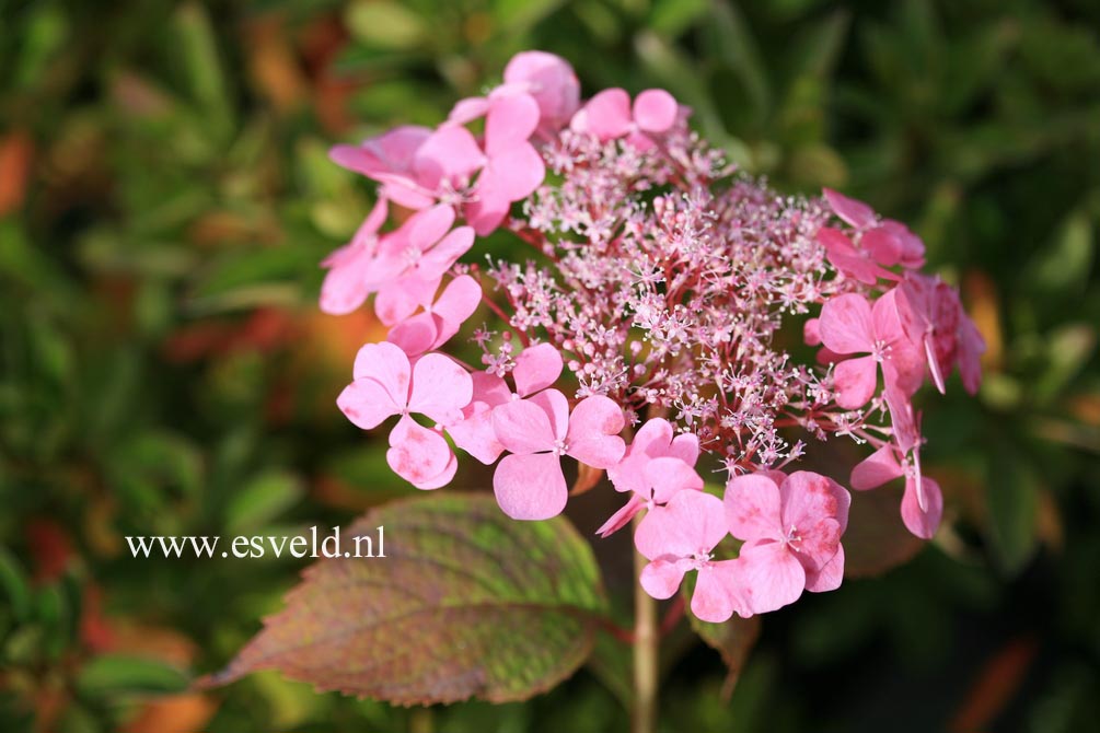 Hydrangea serrata 'Graciosa'