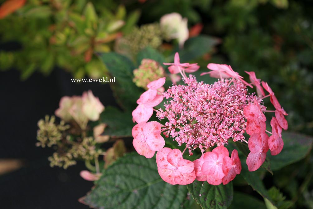 Hydrangea macrophylla 'Dancing Lady'