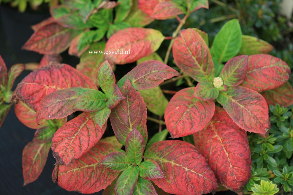 Hydrangea serrata 'Yae no amache'