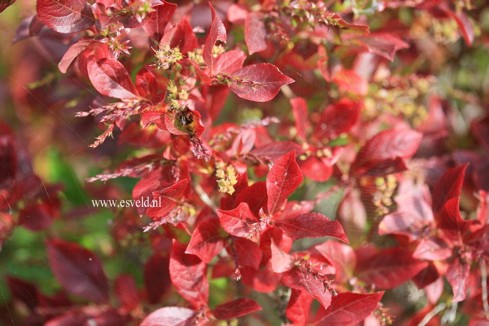 Leucothoe racemosa