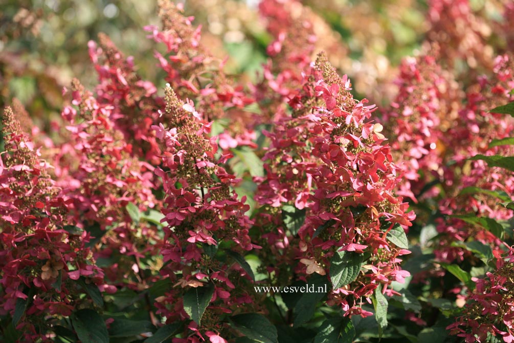 Hydrangea paniculata 'DVPinky' (PINKY WINKY)