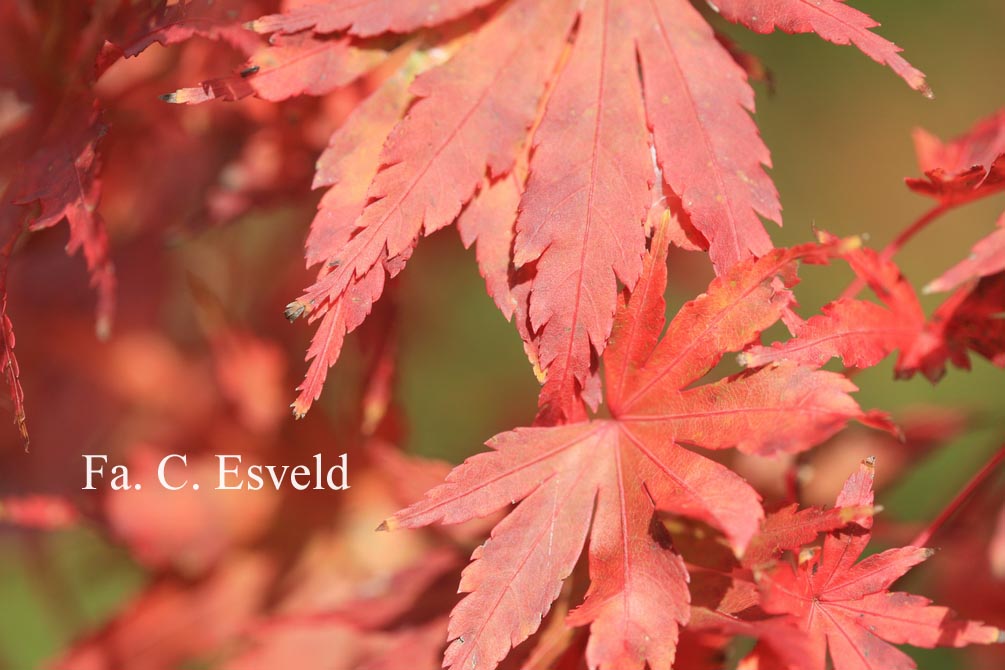 Acer palmatum 'Fallfire'