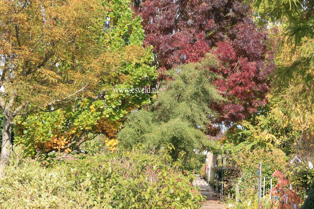 Fraxinus angustifolia