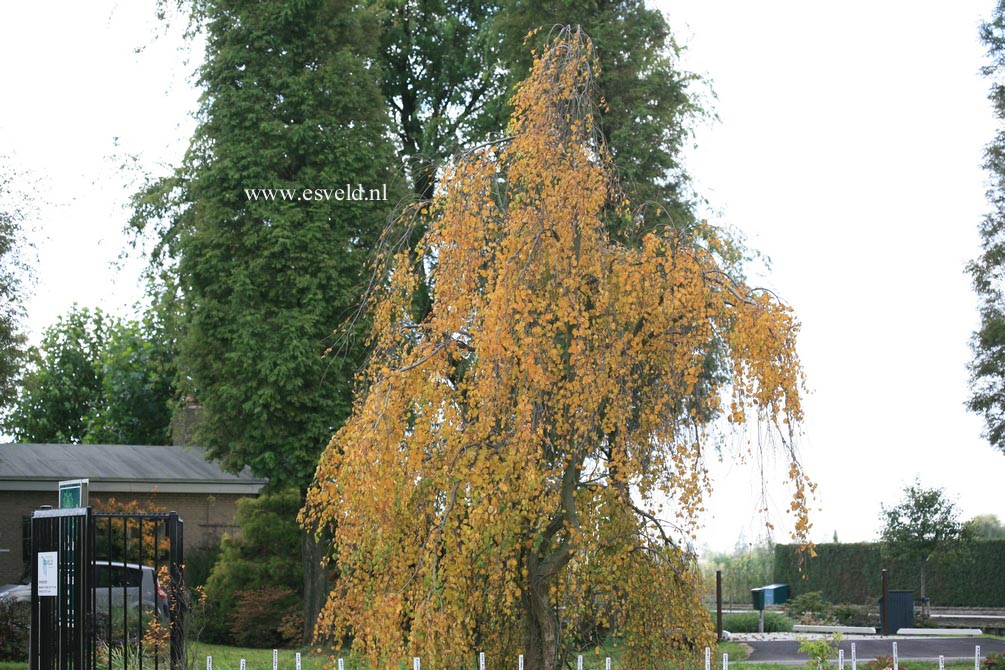 Cercidiphyllum japonicum 'Pendulum'