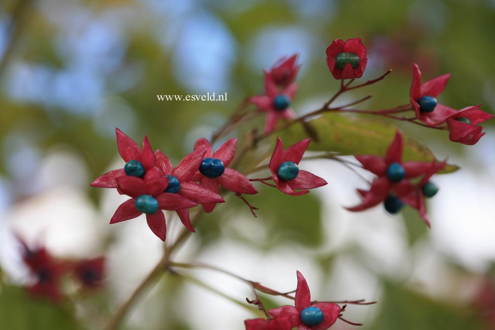 Clerodendrum trichotomum 'Purple Blaze'