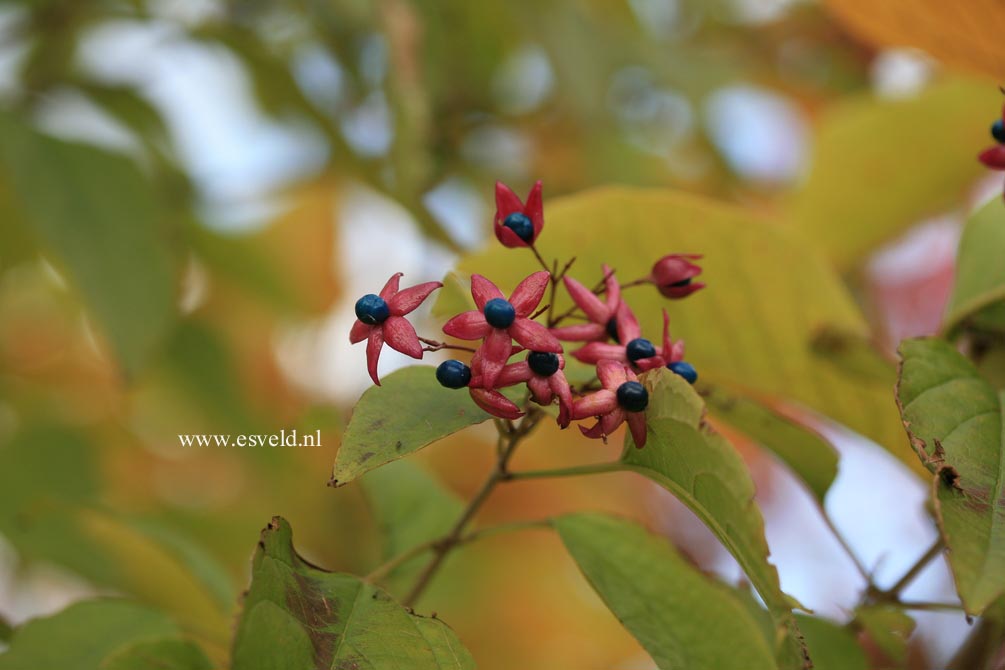 Clerodendrum trichotomum 'Purple Blaze'