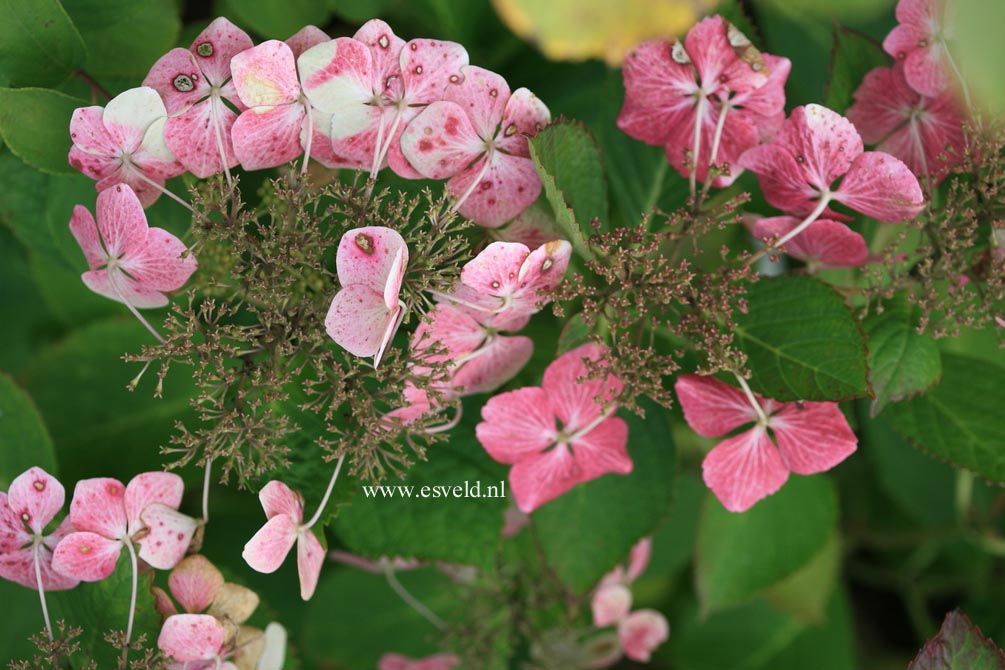 Hydrangea macrophylla 'Bleu Bleu Vasterival'