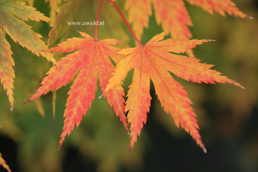 Acer palmatum 'Beni musume'