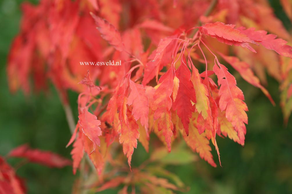 Acer palmatum 'Hiroha koshimino'