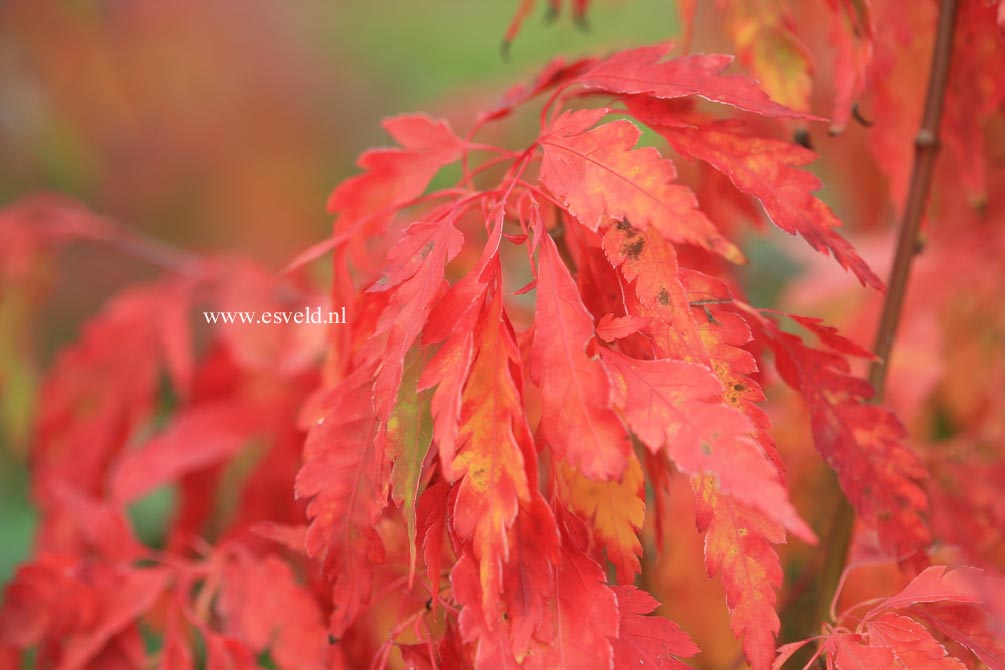 Acer palmatum 'Hiroha koshimino'