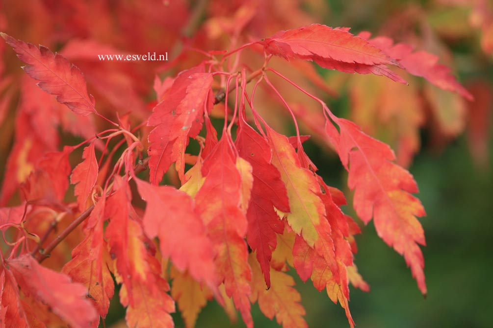 Acer palmatum 'Hiroha koshimino'