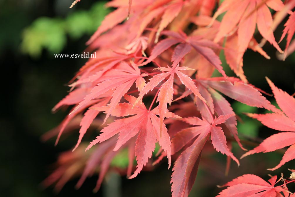 Acer palmatum 'Wakehurst Pink'