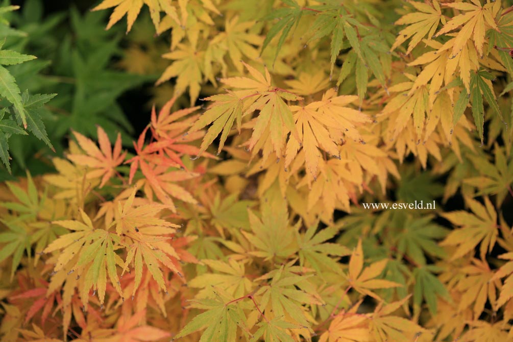 Acer palmatum 'Arakawa ukon'