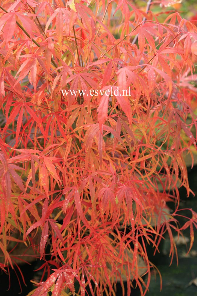 Acer palmatum 'Iso shibuki'