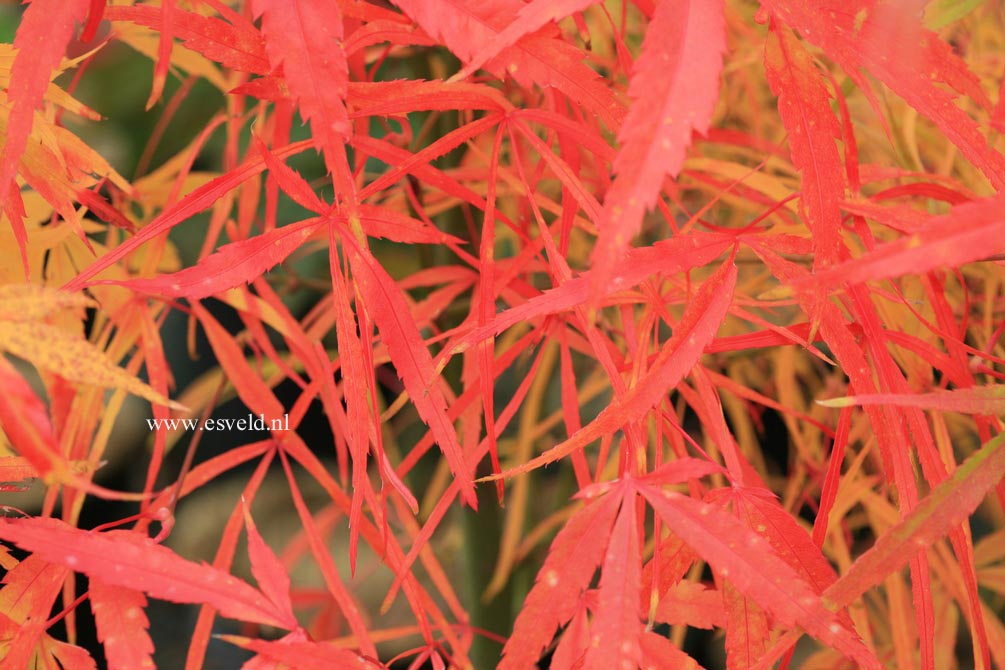 Acer palmatum 'Iso shibuki'