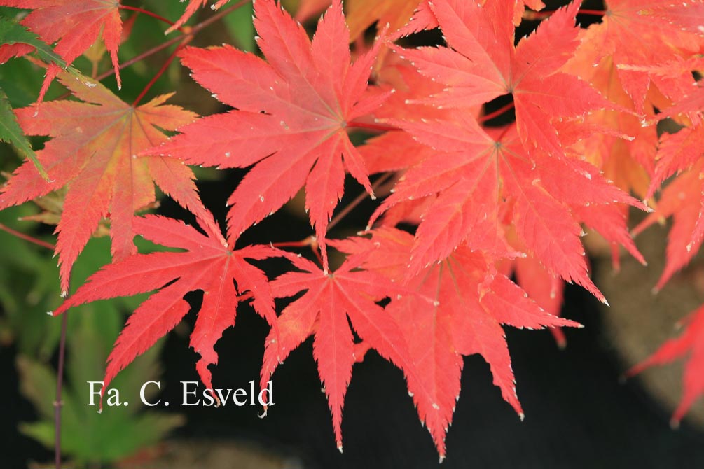 Acer palmatum 'Kishuzan'