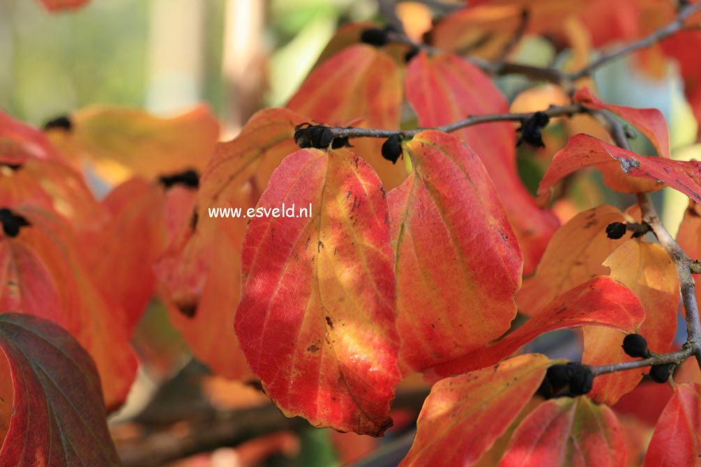 Parrotia persica