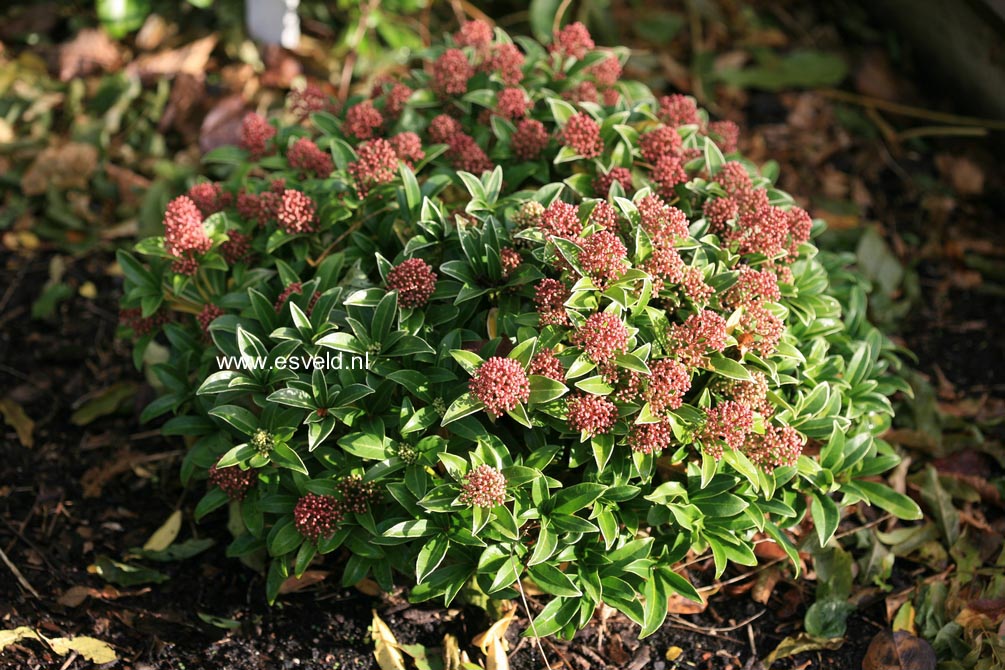 Skimmia japonica 'Marlot'