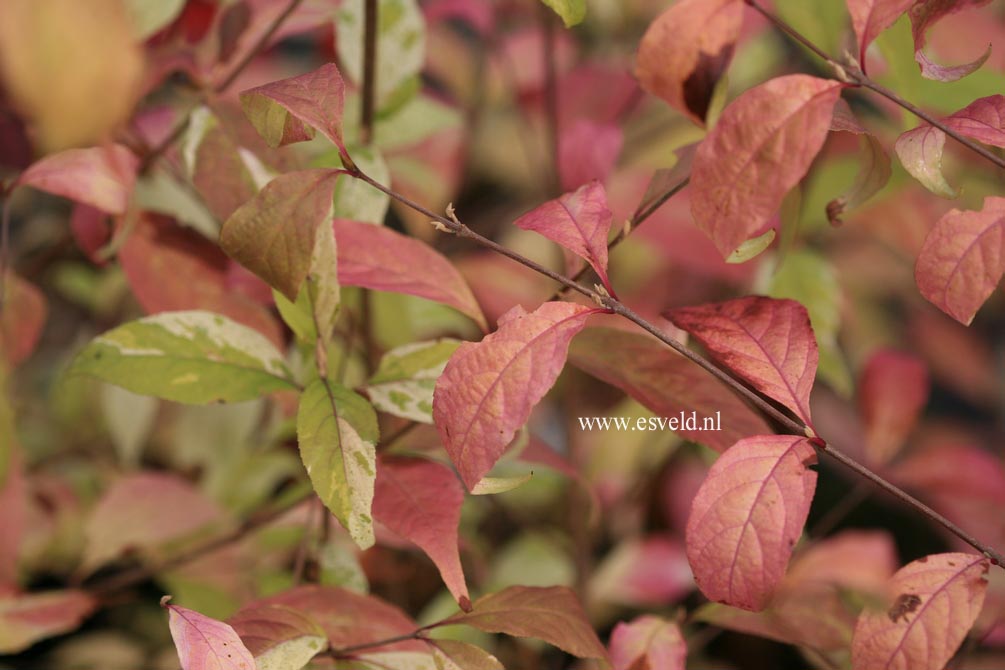 Callicarpa japonica 'Koshima no homate'