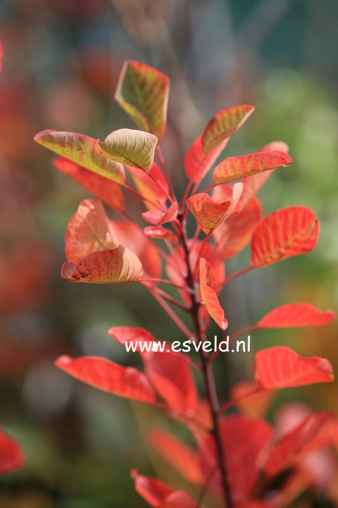 Cotinus coggygria 'Pink Champagne'