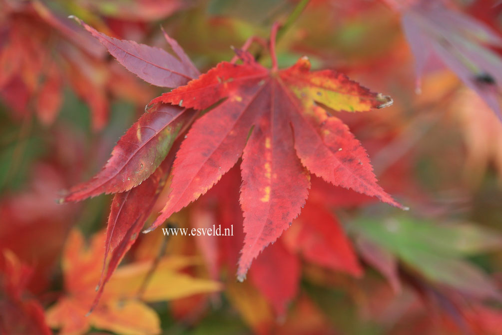 Acer palmatum 'Mini Mondo'