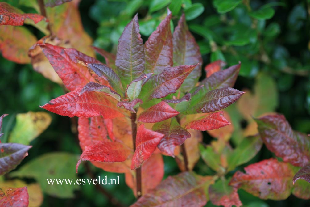 Azalea 'Oriental Queen'