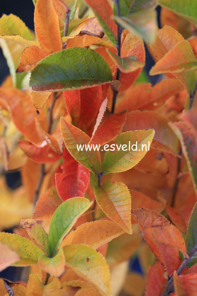 Photinia villosa 'Maximowicziana'